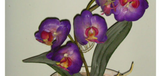 Orchids